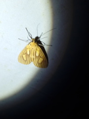Asota orbona