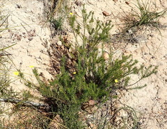 Osteospermum scabrum