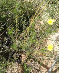 Osteospermum scabrum
