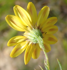 Osteospermum scabrum
