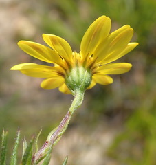 Osteospermum scabrum