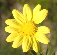 Osteospermum scabrum
