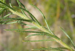 Osteospermum scabrum
