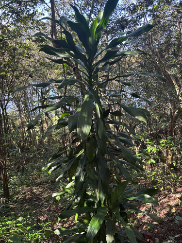 Dracaena fragrans, 2026-02-04