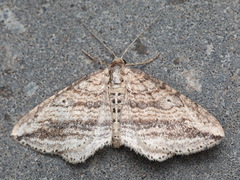 Orthonama vittata