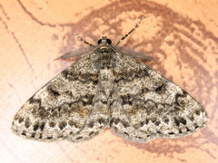Deileptenia ribeata