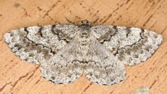 Deileptenia ribeata