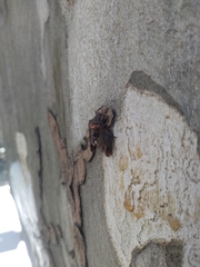 Antiteuchus mixtus
