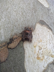 Antiteuchus mixtus
