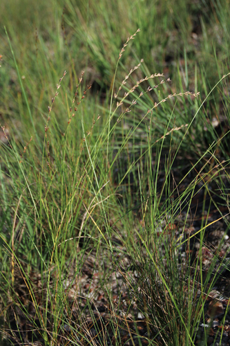 Scleria leptostachya, 2024-07-21