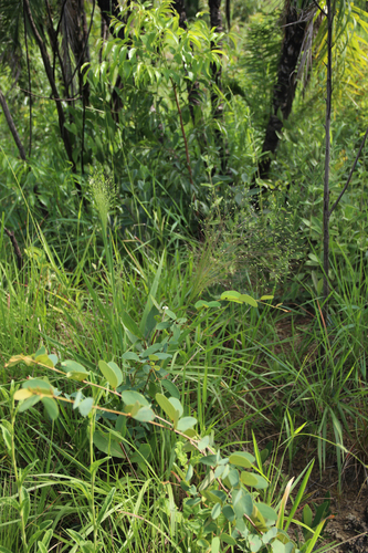 Panicum olyroides
