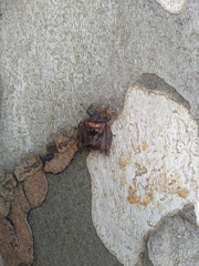 Antiteuchus mixtus