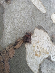 Antiteuchus mixtus
