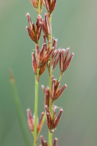 Scleria leptostachya, 2023-02-09