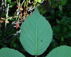Rubus lindebergii