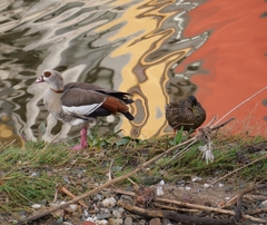 Alopochen aegyptiaca