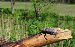 Acanthocinus aedilis