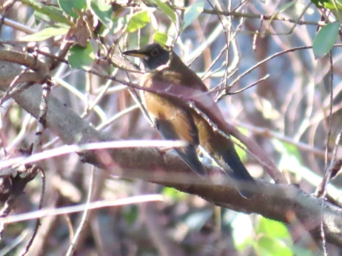 Pale Thrush (Turdus pallidus), photo 8