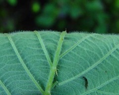 Rubus lindebergii