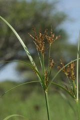 Cyperus fastigiatus
