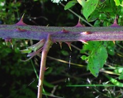 Rubus lindebergii