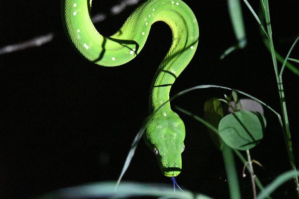 Nsw Green Python Southern Green Python from Iron Range QLD 4892, Australia on January 16 ...