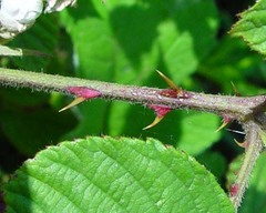 Rubus lindebergii