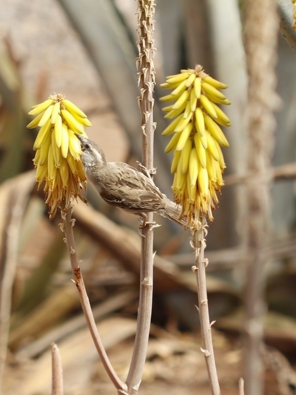 Iago Sparrow (Passer iagoensis), photo 4