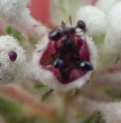 Monomorium excelsior