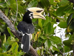 Anthracoceros albirostris