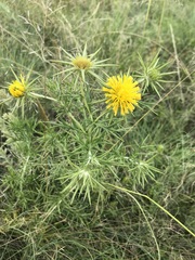Berkheya pinnatifida ingrata