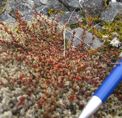 Epilobium microphyllum
