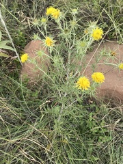 Berkheya pinnatifida ingrata