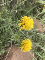 Berkheya pinnatifida ingrata