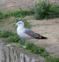 Larus michahellis
