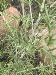 Berkheya pinnatifida ingrata