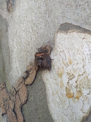 Antiteuchus mixtus