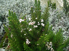Erica gibbosa