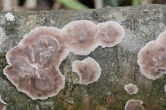 Cylindrobasidium laeve