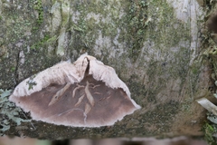 Cylindrobasidium laeve