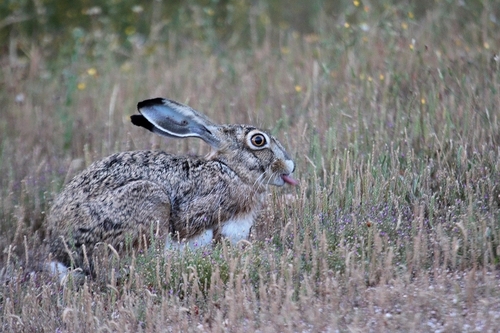 Granada Hare