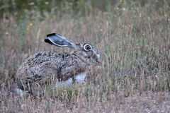 Lepus granatensis