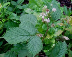 Rubus nemoralis