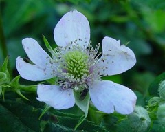 Rubus nemoralis