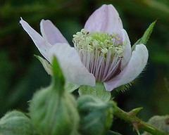 Rubus nemoralis