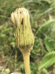 Gerbera piloselloides