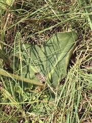 Gerbera piloselloides