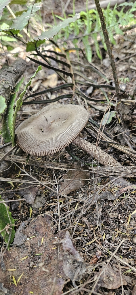 Amanita pekeoides · February 2026 · photo: © shane212 (iNaturalist, cc0)