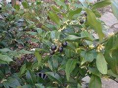 Sarcococca hookeriana
