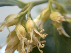 Sarcococca hookeriana
